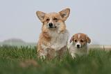 CORGI PEMBROKE 1250